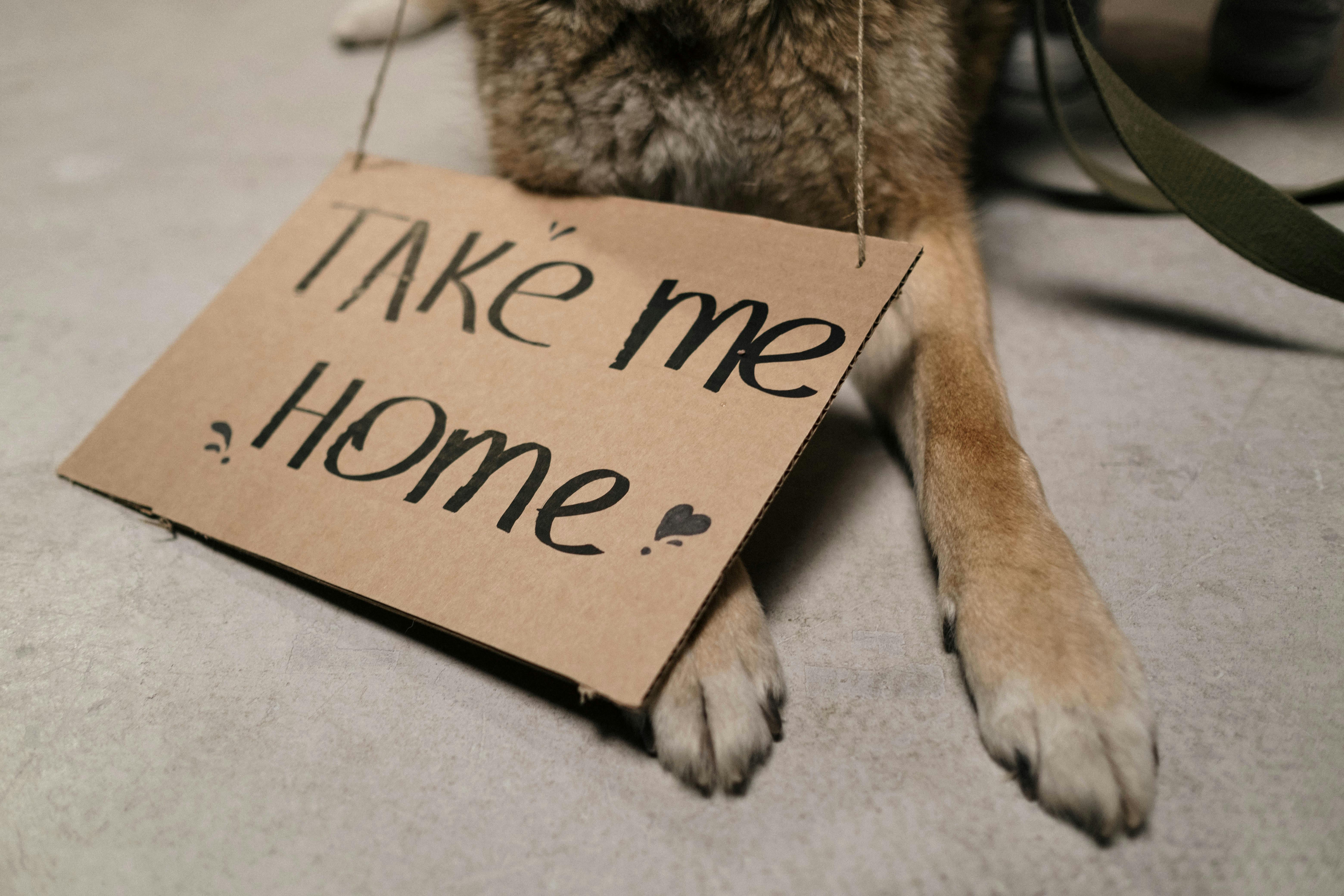 Volunteers helping dogs